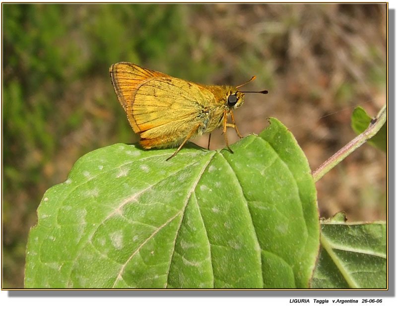 Ochlodes sylvanus